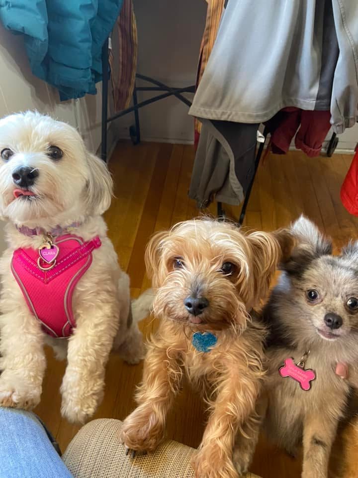 Three small dogs together at home